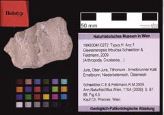 Foto (Objekt + Etiketten) von Glaessneropsis tribulosa (Schweitzer & Feldmann, 2009) (NHMW-GEO-1990-0041-0272)